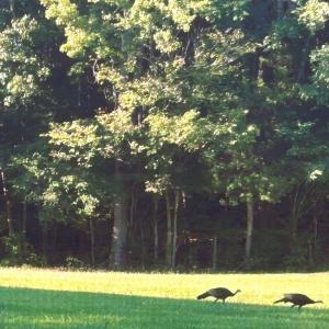 Photo #73 of 1311 Overton Rd, Victoria, VA 17.2 acres