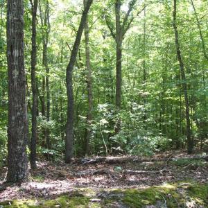 Woodlands