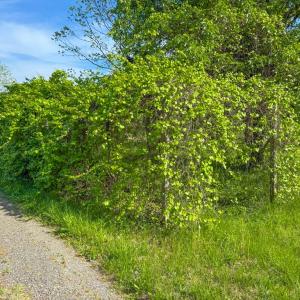 Photo #21 of 4342 Winningham Road, Crewe, VA 13.1 acres