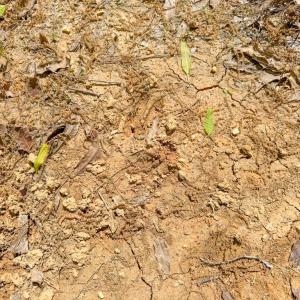 Photo #28 of 4342 Winningham Road, Crewe, VA 13.1 acres