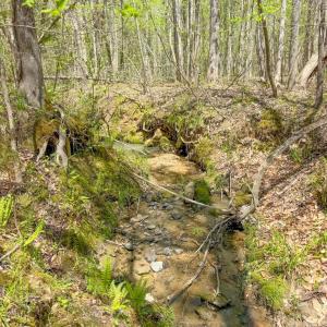 Photo #44 of 4342 Winningham Road, Crewe, VA 13.1 acres