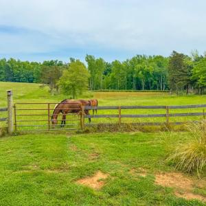 Photo #36 of 8820 Nutbush Road, Green Bay, VA 24.9 acres
