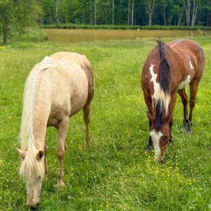 Photo #37 of 8820 Nutbush Road, Green Bay, VA 24.9 acres