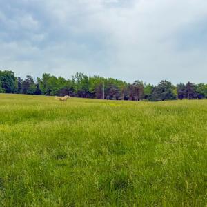 Photo #65 of 8820 Nutbush Road, Green Bay, VA 24.9 acres