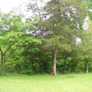 Photo #33 of 2387 New Bethel Road, Meherrin, VA 7.3 acres