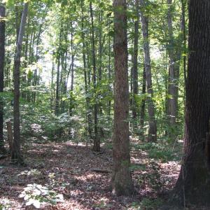 Photo #20 of 3859 Saxkey Road, Saxe, VA 21.8 acres