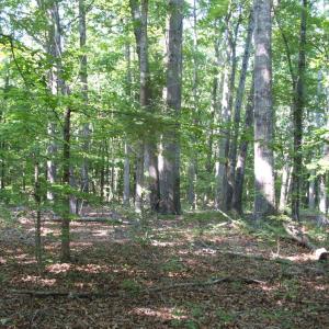 Photo #21 of 3859 Saxkey Road, Saxe, VA 21.8 acres