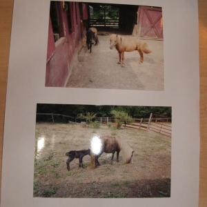 Photo #59 of 3859 Saxkey Road, Saxe, VA 21.8 acres