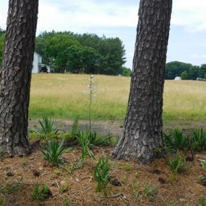 Photo #64 of 6074 Bethel Rd, Scottsburg, VA 0.5 acres