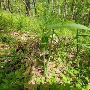 Photo #40 of 522 Saylers Hill Drive, Rice, VA 49.3 acres