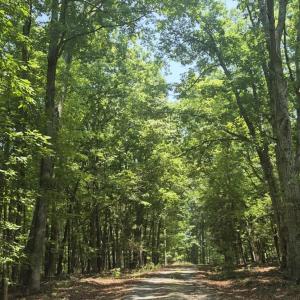 Photo #3 of 1481 Tidewater, Keysville, VA 5.8 acres
