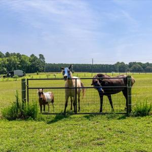 Photo #59 of 3261 Alvis, LaCrosse, VA 15.0 acres