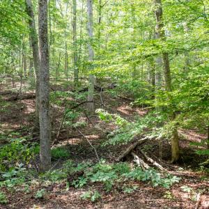 Photo #44 of 11766 Five Forks, Farmville, VA 8.7 acres