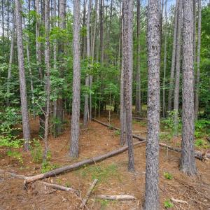 Photo #60 of 1997 Rocks Church Rd., Pamplin, VA 11.0 acres