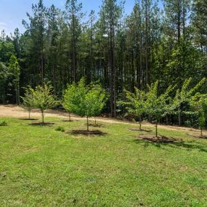 Photo #64 of 1997 Rocks Church Rd., Pamplin, VA 11.0 acres