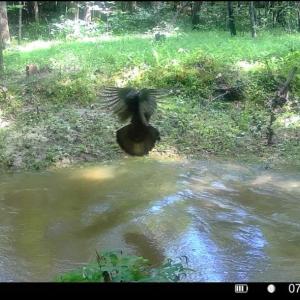Photo #75 of 1997 Rocks Church Rd., Pamplin, VA 11.0 acres