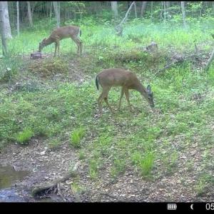 Photo #76 of 1997 Rocks Church Rd., Pamplin, VA 11.0 acres