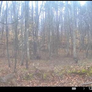 Photo #77 of 1997 Rocks Church Rd., Pamplin, VA 11.0 acres