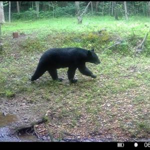 Photo #78 of 1997 Rocks Church Rd., Pamplin, VA 11.0 acres