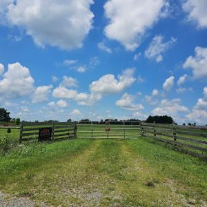 Gate Drivway