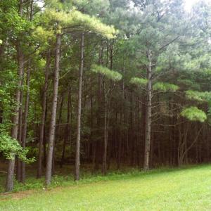 Photo #21 of 81 Hardtimes Dr., Prospect, VA 5.3 acres