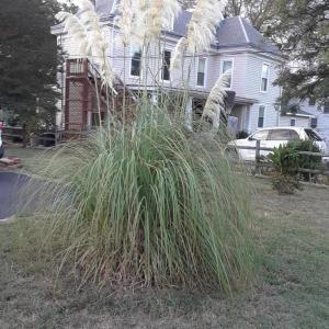 Photo #6 of 210 COLLEGE AVE, Blackstone, VA 0.7 acres