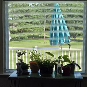 Photo #10 of 11941 Appaloosa Dr, Amelia, VA 2.1 acres