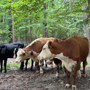 Photo #43 of 2826 Burkeville RD, Victoria, VA 86.3 acres