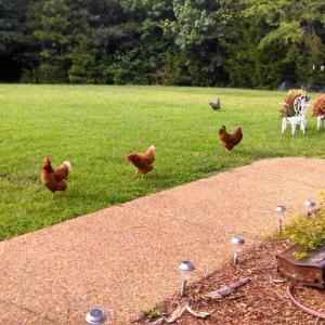 Photo #42 of 2826 Burkeville RD, Victoria, VA 86.3 acres