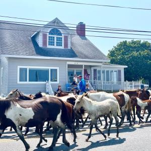 Photo #71 of 3340 MAIN ST, CHINCOTEAGUE, VA 0.2 acres