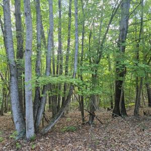 Photo #2 of 906 Equestrian Trails Rd, New Canton, VA 44.3 acres