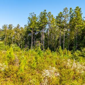 Photo #61 of 1562 Rocks Church Rd, Pamplin, VA 114.1 acres