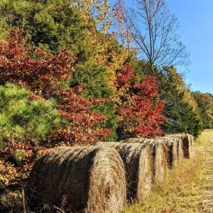 Photo #6 of 1219 Schultz Mill Road, Meherrin, VA 40.7 acres