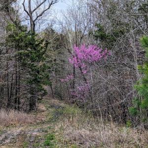 Photo #8 of 1219 Schultz Mill Road, Meherrin, VA 40.7 acres