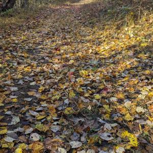 Photo #76 of 1219 Schultz Mill Road, Meherrin, VA 40.7 acres