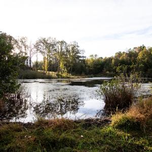 Photo #78 of 1219 Schultz Mill Road, Meherrin, VA 40.7 acres