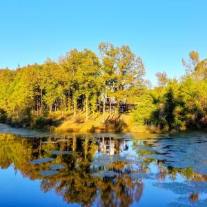 Photo #94 of 1219 Schultz Mill Road, Meherrin, VA 40.7 acres