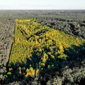 Photo #98 of 1219 Schultz Mill Road, Meherrin, VA 40.7 acres