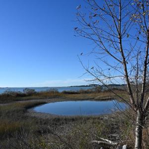 Photo #74 of 2598 CHERRYSTONE RD, CAPE CHARLES, VA 94.7 acres