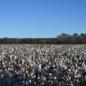 Photo #77 of 2598 CHERRYSTONE RD, CAPE CHARLES, VA 94.7 acres