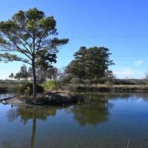 Photo #69 of 2598 CHERRYSTONE RD, CAPE CHARLES, VA 94.7 acres