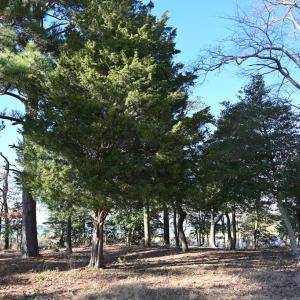 Photo #71 of 2598 CHERRYSTONE RD, CAPE CHARLES, VA 94.7 acres