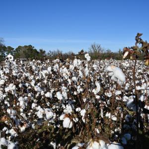 Photo #78 of 2598 CHERRYSTONE RD, CAPE CHARLES, VA 94.7 acres