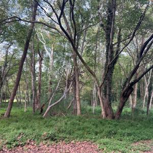 Photo #11 of 12128 Old Chula Rd, Amelia, VA 3.0 acres
