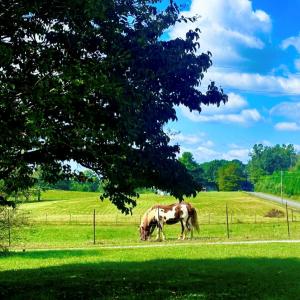 Photo #8 of 205 Hardtimes Rd., Farmville, VA 3.2 acres