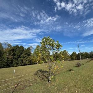 Photo #11 of 827 Wolf Creek Ln, Appomattox, VA 15.3 acres