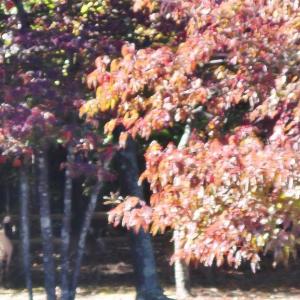 Photo #31 of 2128 Hubbard Rd., Rice, VA 2.0 acres