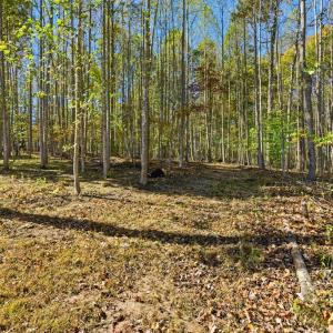 Photo #53 of 8000 Pembelton Dr., Amelia Court House, VA 5.6 acres