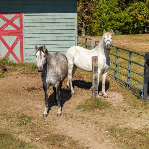 Photo #41 of 5565 Saxkey Road, Saxe, VA 91.3 acres