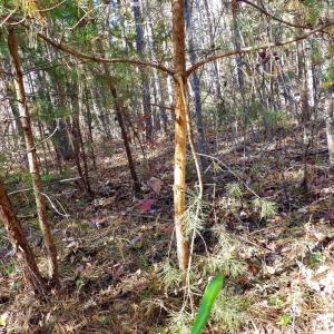 Photo #30 of 941 Saxkey Rd, Drakes Branch, VA 50.0 acres